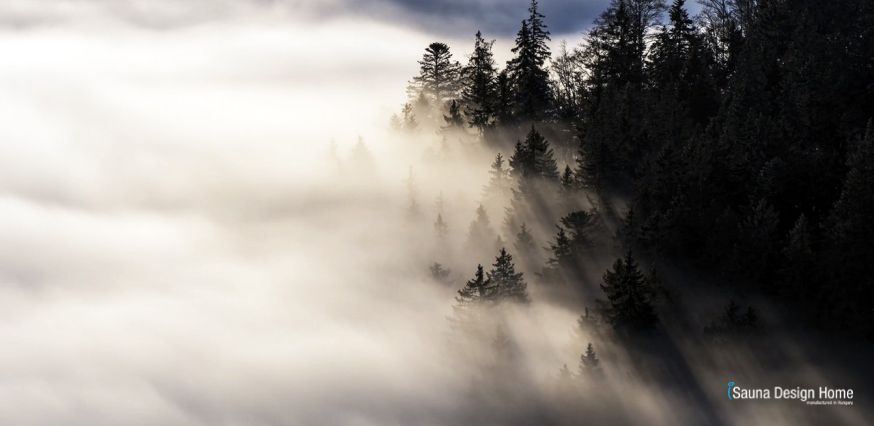  Die wahre Kraft des Zedernholzes